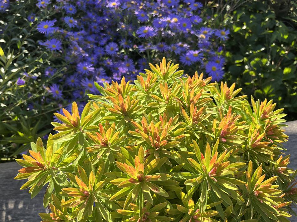 Euphorbia Walberton’s 'Little Treasure' 